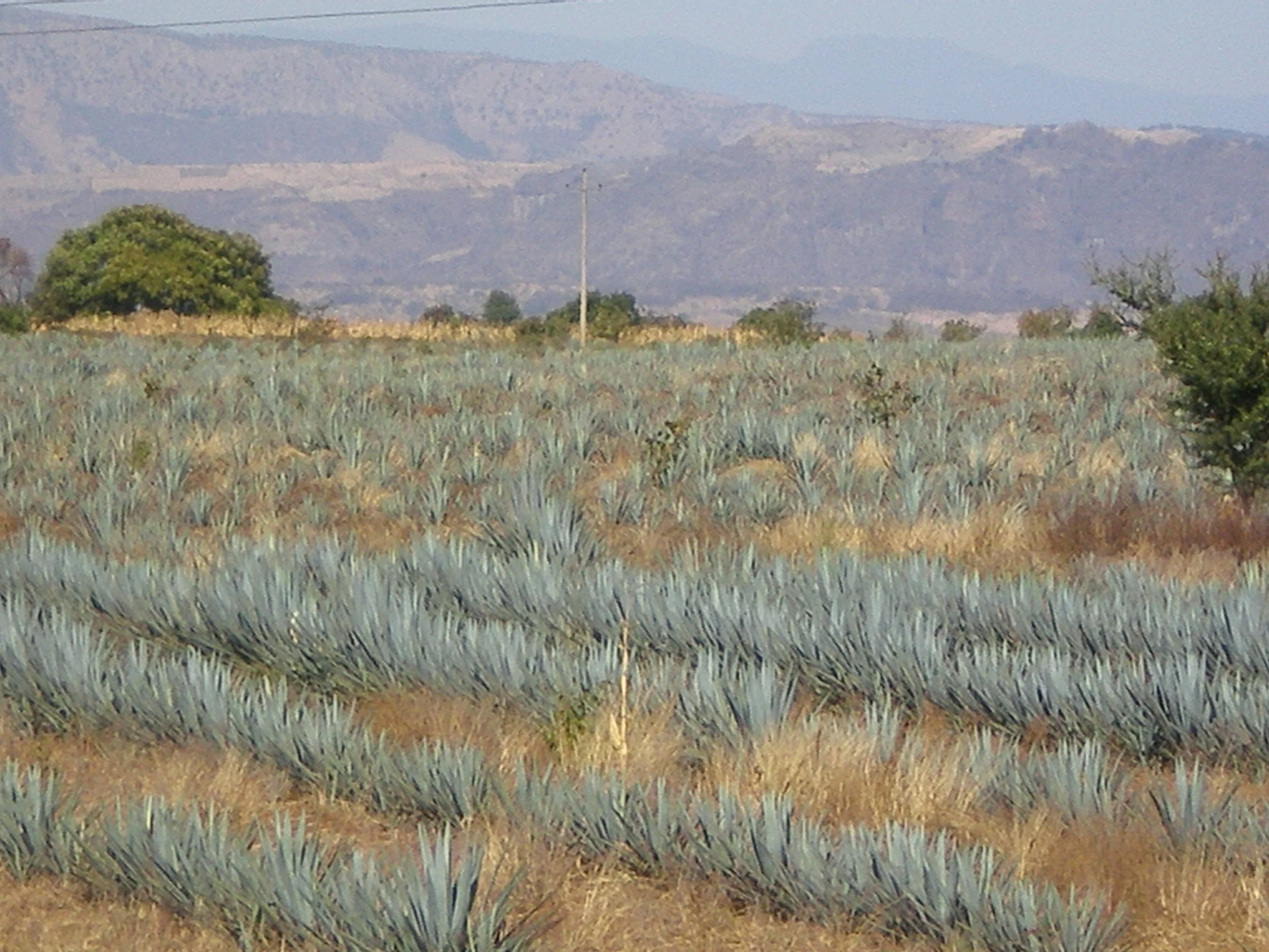 Tequila | Hills of Blue & Gold | Agave Heritage Festival